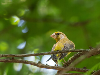 European greenfinch