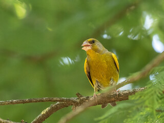 European greenfinch