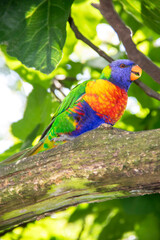 Gros plan d'un loriquet à tête bleue sur une branche