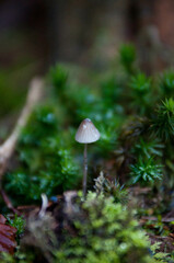 Grzyby w polskich lasach, grzybobranie , 