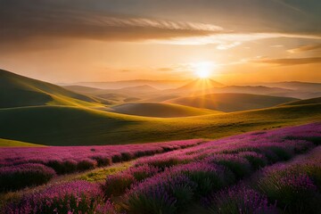 lavender field at sunrise