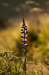 Kwiaty polne, łąki kwietne, jesienne pola © Freshfanpage