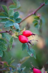 Kwiaty polne, łąki kwietne, jesienne pola © Freshfanpage