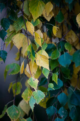 Kwiaty polne, łąki kwietne, jesienne pola © Freshfanpage