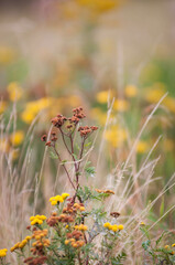 Kwiaty polne, łąki kwietne, jesienne pola © Freshfanpage