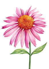 Summer flowers. Echinacea on a white background. Watercolor botanical illustration. Flora clipart