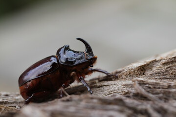 European rhinoceros beetle in nature. Live insect in the garden