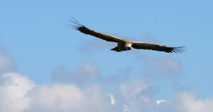 Griffon vulture flying over the Jonte  Gorges, Lozere department, France