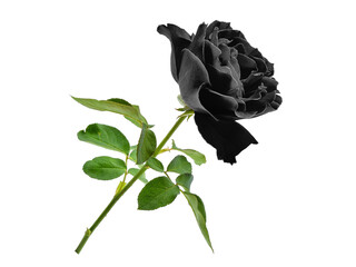 black rose with leaf isolated, png