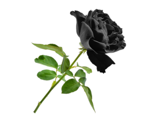 black rose with leaf isolated, png