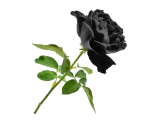 Fototapeten black rose with leaf isolated, png © boonchuay1970