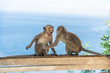 two monkey fighting in bali