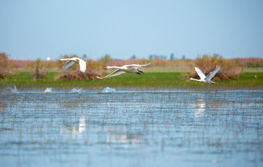 Flying swans in the blue sky. Waterfowl at the nesting site. A flock of swans walks on a blue lake.