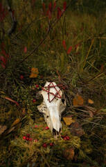 animal skull with pentacle amulet in autumn forest, dark natural abstract background. fall season....