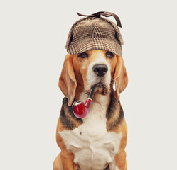 serious dog hunter in a Sherlock cap smoking a pipe, isolated