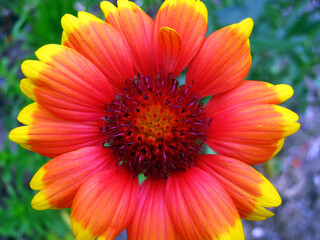 Red-yellow flower close-up	
