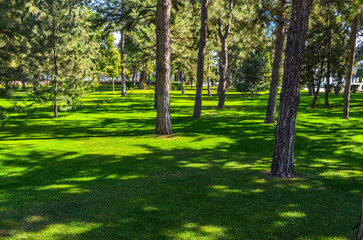 green grass and pine trees in Ankhor Park (Tashkent, Uzbekistan)