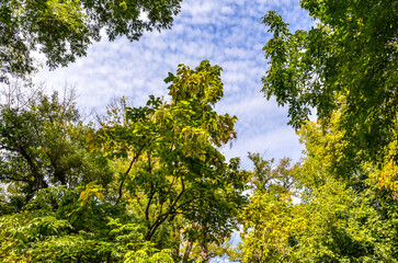 green trees in Tashkent Botanical Garden, Uzbekistan