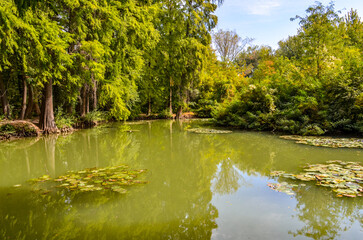 Fototapeta na wymiar bald cypress trees and pond in North American section of Tashkent Botanical Garden, Uzbekistan