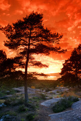 Fototapety na wymiar - Fototapeta24.pl