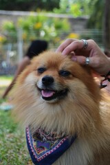 perro festival