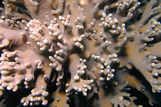 Detail of the tropical coral reef. Leather Coral (Sinularia sp. Underwater macro photography from scuba diving with the marine life. Sinularia Finger coral. Aquatic wildlife, travel photo.