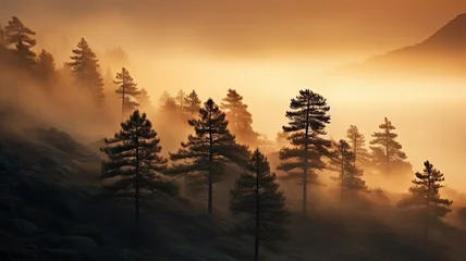 Foto op Plexiglas silhouettes of lonely pine trees in the autumn fog at sunset, freedom and silence of nature wild forest in sunset colors © kichigin19
