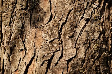 Tree dark of the tree for the background is taken up close