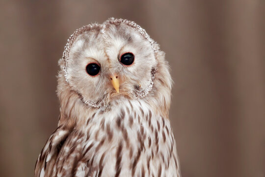 portrait photo of an Ural owl (Strix uralensis).