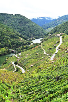 Vi&ntilde;edos en Chantada (Lugo)