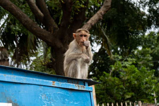 Indian Monkey Eating Peanuts  