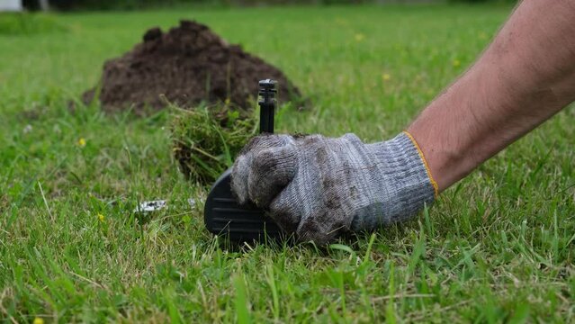 Hands of gardener setting a mole trap, close-up video