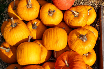 Juicy, ripe pumpkins picked from the garden and ready for Halloween.