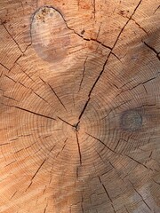 Fototapeta premium wood texture