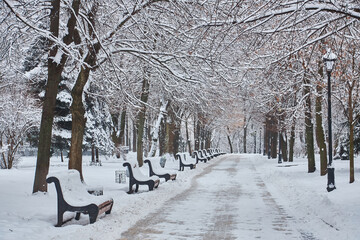 winter beautiful park with many big trees benches - obrazy, fototapety, plakaty