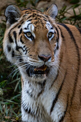 tiger in the zoo
