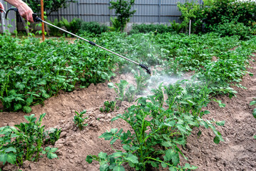 Spaying potato garden with water or plant protection products such as pesticides against diseases and pests