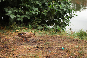 Naklejka na ściany i meble Alone duck on the river bank with plastic garbage. Mallard on the lake shore in autumn season. Wild bird in nature. Wildlife protection concept. Environmental pollution. Danger for wildlife.