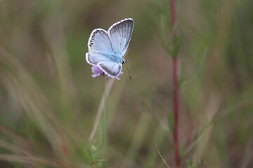 chalkhill blue sitting in a meadow