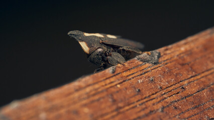 Details of a black enchenopa walking through a wood.