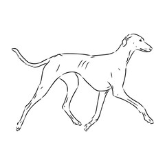 Azawakh,Azawakh dog vector sketch illustration