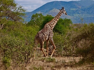 giraffe in the savannah
