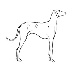 Azawakh,Azawakh dog vector sketch illustration