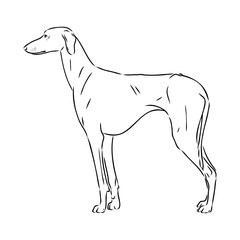 Azawakh,Azawakh dog vector sketch illustration