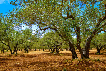 Old olive grove on the island of Greece, plantation of olive trees. - obrazy, fototapety, plakaty
