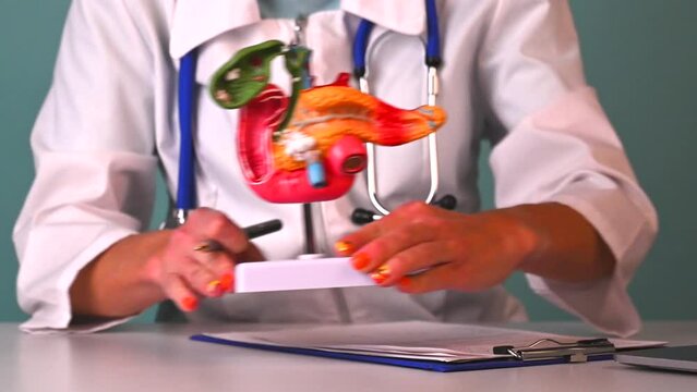 Doctor gynecologist showing pen on plastic model human pancreas closeup