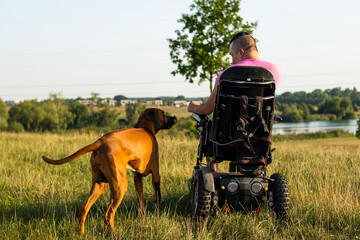 Man wearing pink t-shirt in wheelchair walks domestic dog on meadow illuminated by sunlight. Male with disability enjoys leisurely stroll in fresh air