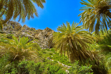 Fototapeta na wymiar Upshot of palm trees forest and blue sky on sunny day, Crete, Greece