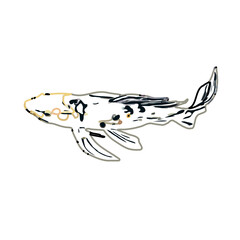 Color sketch of koi fish with transparent background