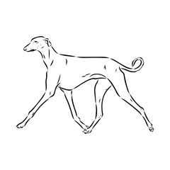 Azawakh,Azawakh dog vector sketch illustration